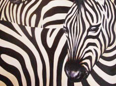 Zebras